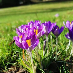 Blumen im Park