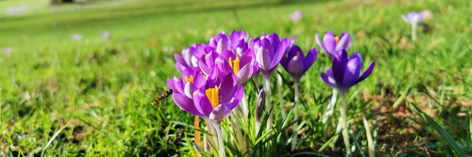 Blumen im Park